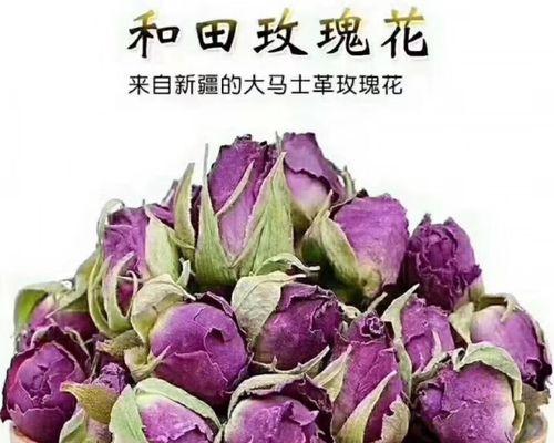 新疆玫瑰花有哪些著名品种？