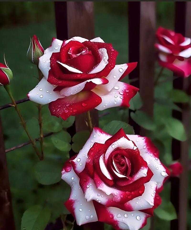 双生花的花语有何含义？双生花代表什么？