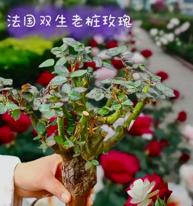 双生花的花语有何含义？双生花代表什么？