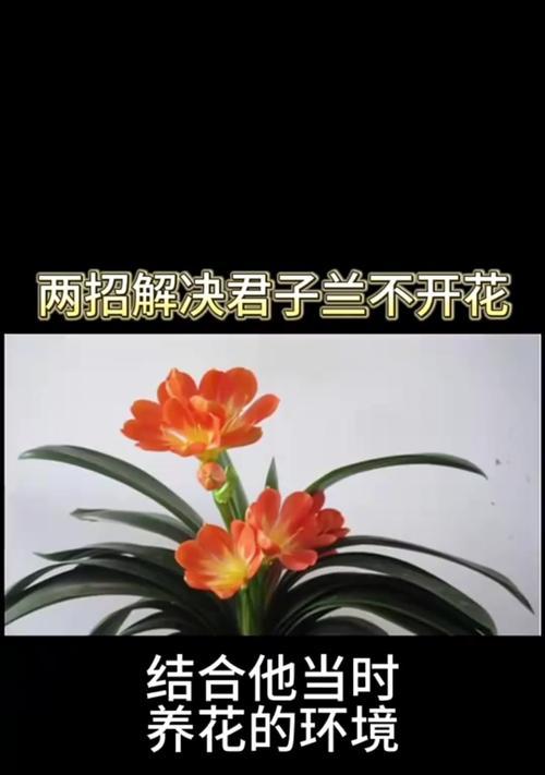 君子兰只长叶子不开花是什么原因？如何解决君子兰不开花的问题？