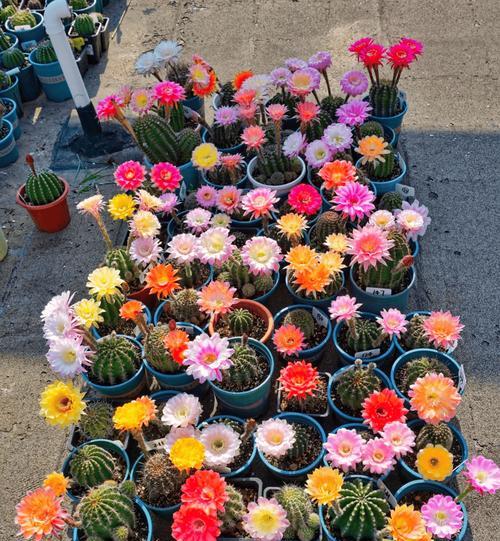 上次拍摄的仙人球何时开花？如何预测其开花时间？