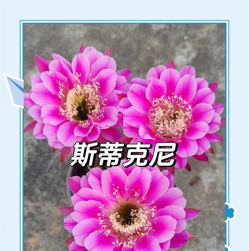上次拍摄的仙人球何时开花？如何预测其开花时间？