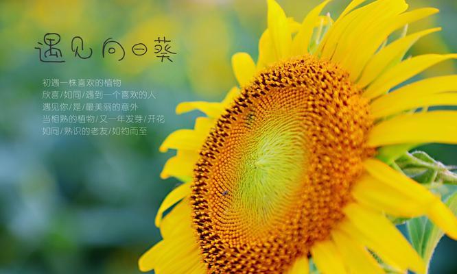 哥们励志的花语代表什么？