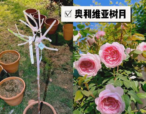 月季花和仙人球如何嫁接提高成活率？需要哪些技巧？