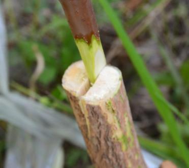 月季花和仙人球如何嫁接提高成活率？需要哪些技巧？