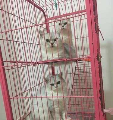 白猫橘猫玫瑰花的养护要点是什么？如何防止病虫害？