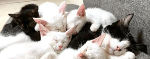 白猫橘猫玫瑰花的养护要点是什么？如何防止病虫害？