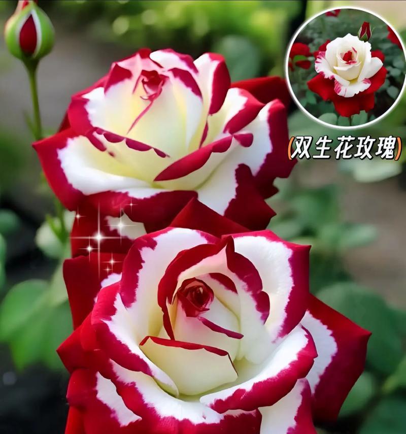 蒲公英与双生花的花语分别是什么？