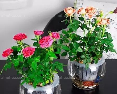 水养玫瑰花的正确方法是什么？