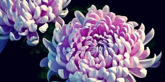 青铁植物的花语有何独特之处？