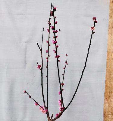玫瑰花老树桩插枝繁殖的正确步骤是什么？