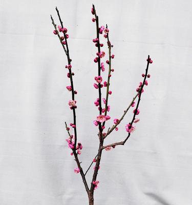 玫瑰花老树桩插枝繁殖的正确步骤是什么？