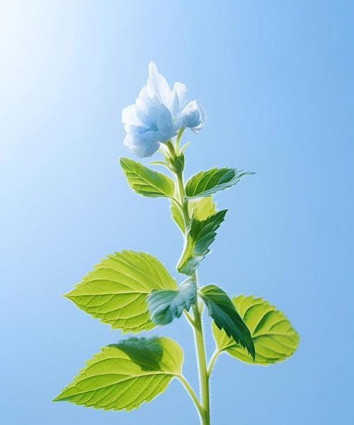薄荷在古诗中的花语和寓意是什么？薄荷的花语和寓意有哪些？