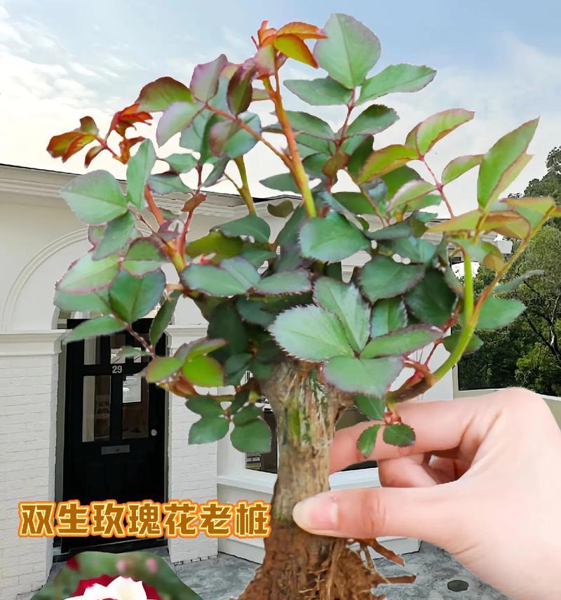 琉璃盆栽玫瑰花的养护要点有哪些？
