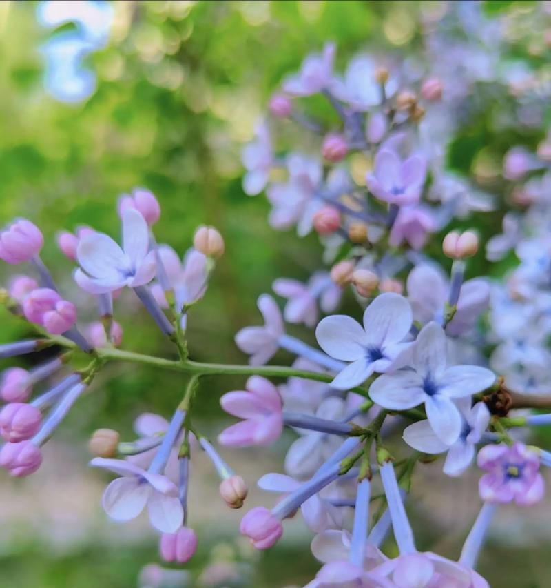 “非常感谢靓靓”的花语是什么？它代表了哪种情感？
