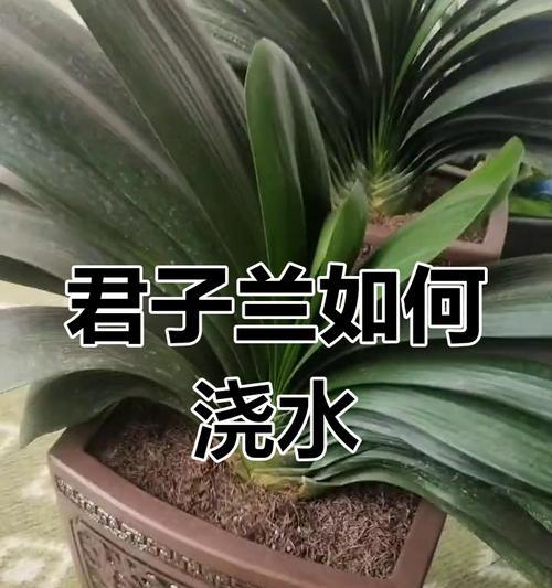 君子兰的正确养护和浇水方法是什么？
