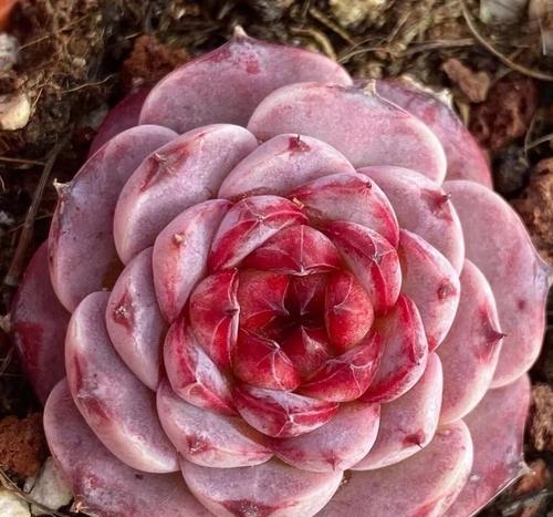 疯狂的月亮的花语是什么？它象征着什么？