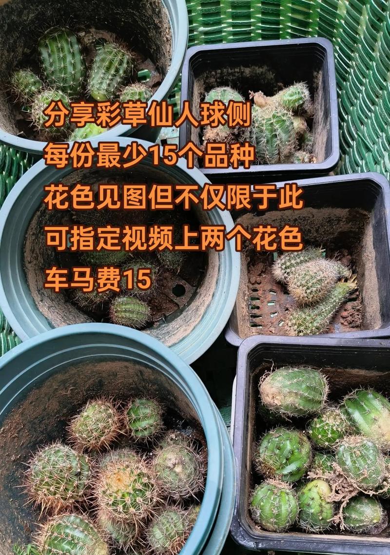 黄兔子仙人球的养殖方法是什么？如何成功养殖黄兔子仙人球？