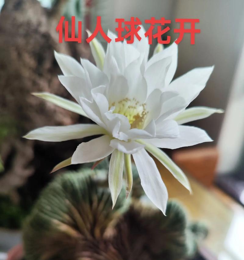 黄兔子仙人球的养殖方法是什么？如何成功养殖黄兔子仙人球？