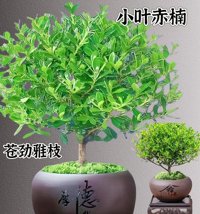 赤楠花的花语有何寓意？它传递了哪些信息？
