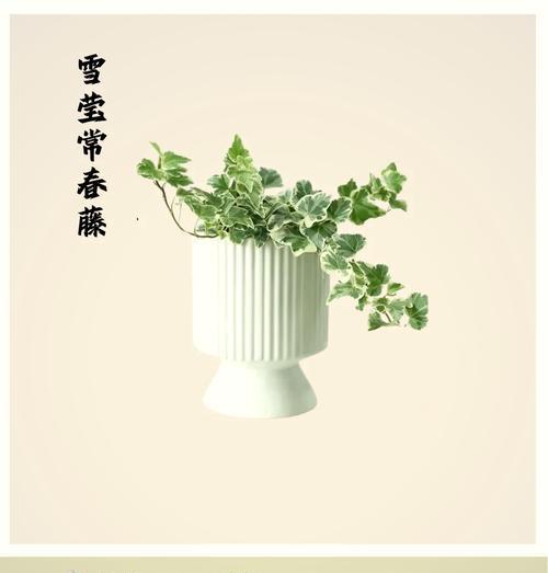 赤楠花的花语有何寓意？它传递了哪些信息？