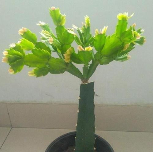 土童子仙人掌茎部发红是什么原因？如何处理？