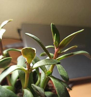土童子仙人掌茎部发红是什么原因？如何处理？