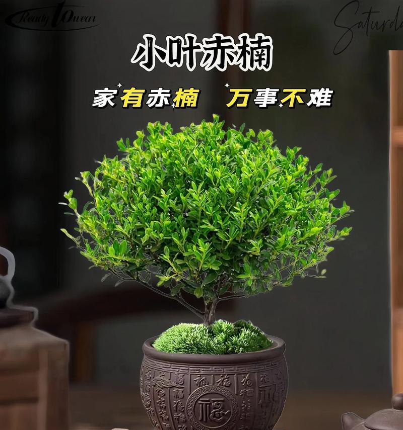 赤楠花的花语有何寓意？它传递了哪些信息？