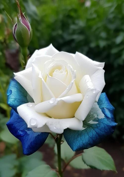 蓝白玫瑰花代表了哪些意义？