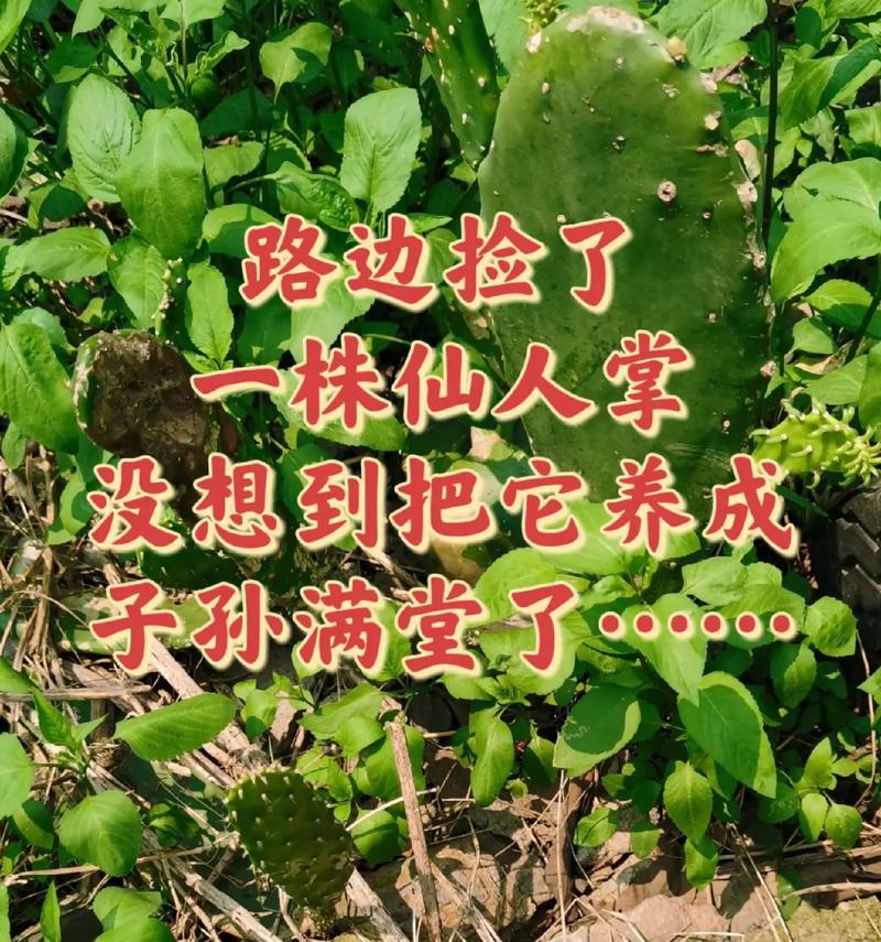 仙人掌红太阳开花后的繁殖方法是什么？