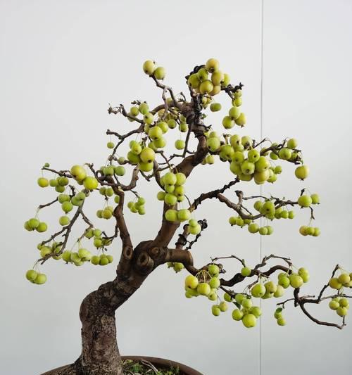 花语笔记第五集内容涉及哪些花语？