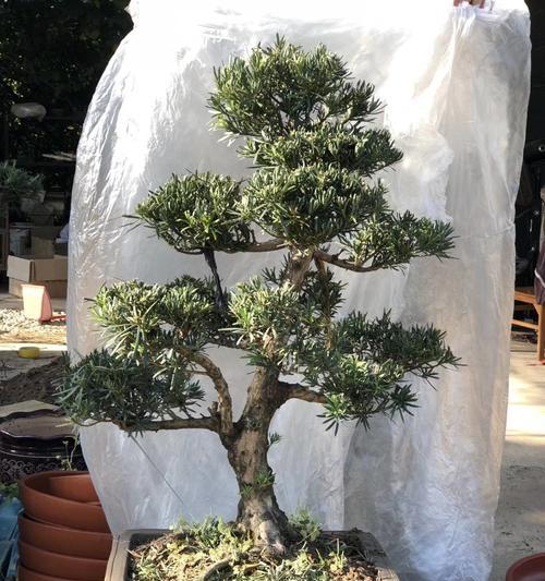 花语笔记第五集内容涉及哪些花语？
