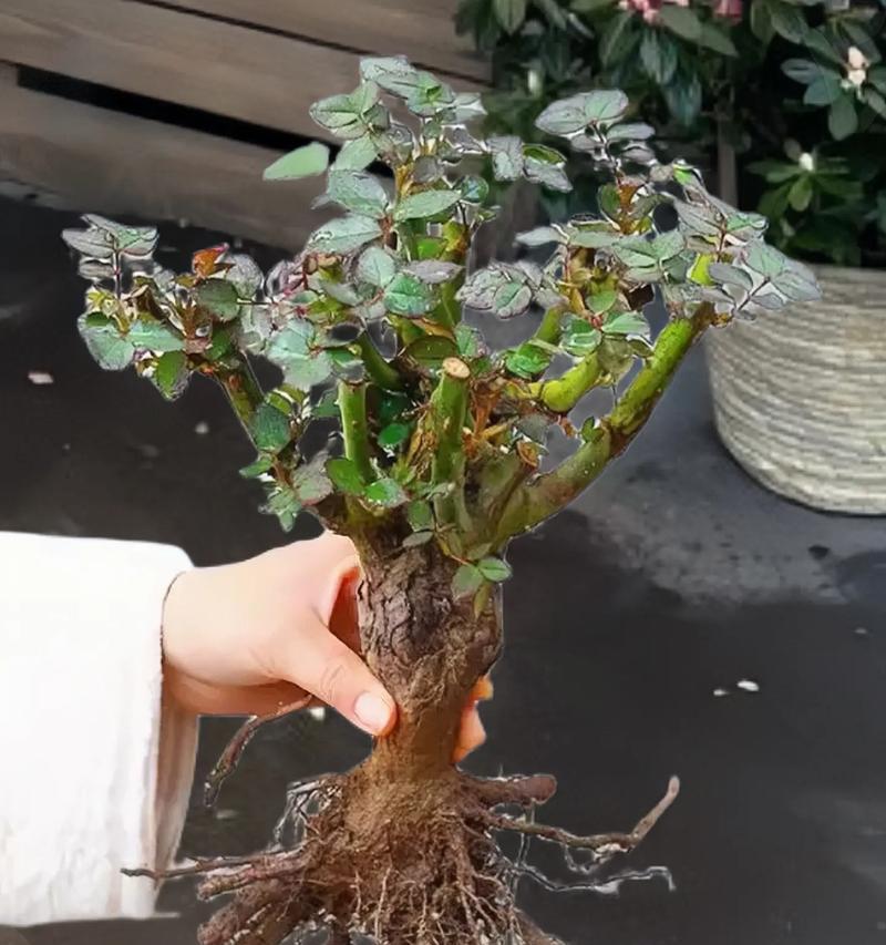 娟子玫瑰花的种植技巧有哪些？