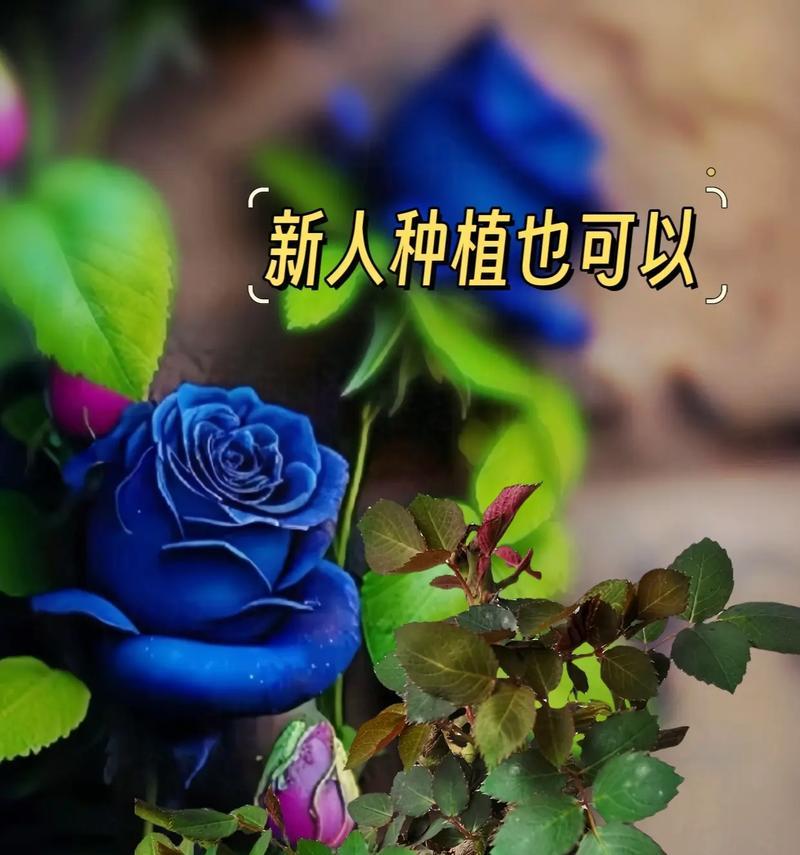 娟子玫瑰花的种植技巧有哪些？