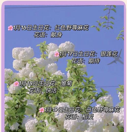 5月3日出生的人的花语是什么？有何特别含义？