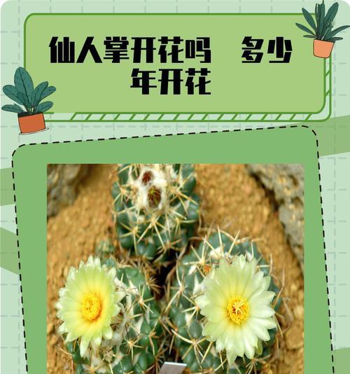 大片开花仙人掌的养护技巧有哪些？