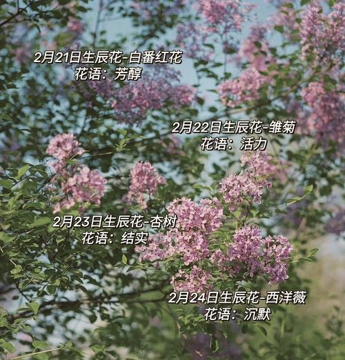 5月3日出生的人的花语是什么？有何特别含义？