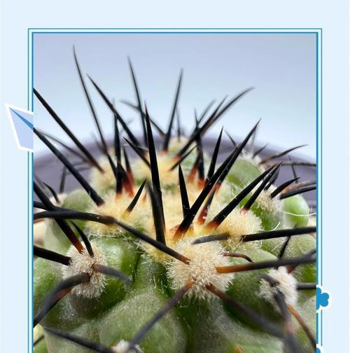 仙人球种植成本和收益如何计算？