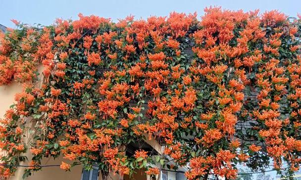 烟花爆竹的花语有何特殊含义？它代表了什么？