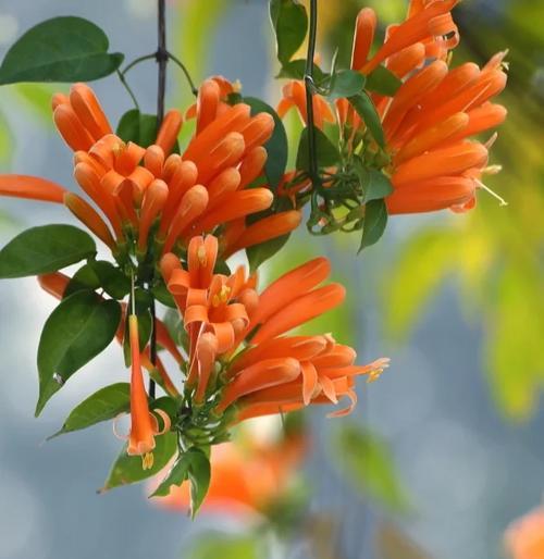 烟花爆竹的花语有何特殊含义？它代表了什么？