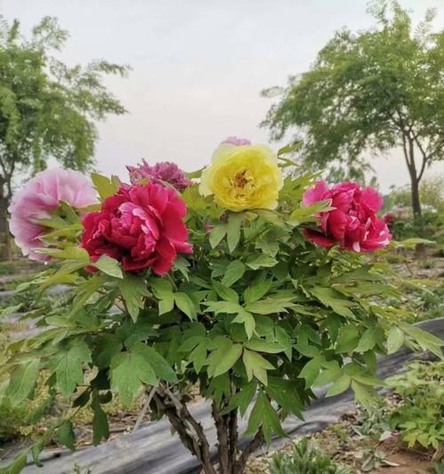 紫斑牡丹花枯萎后如何恢复生机？