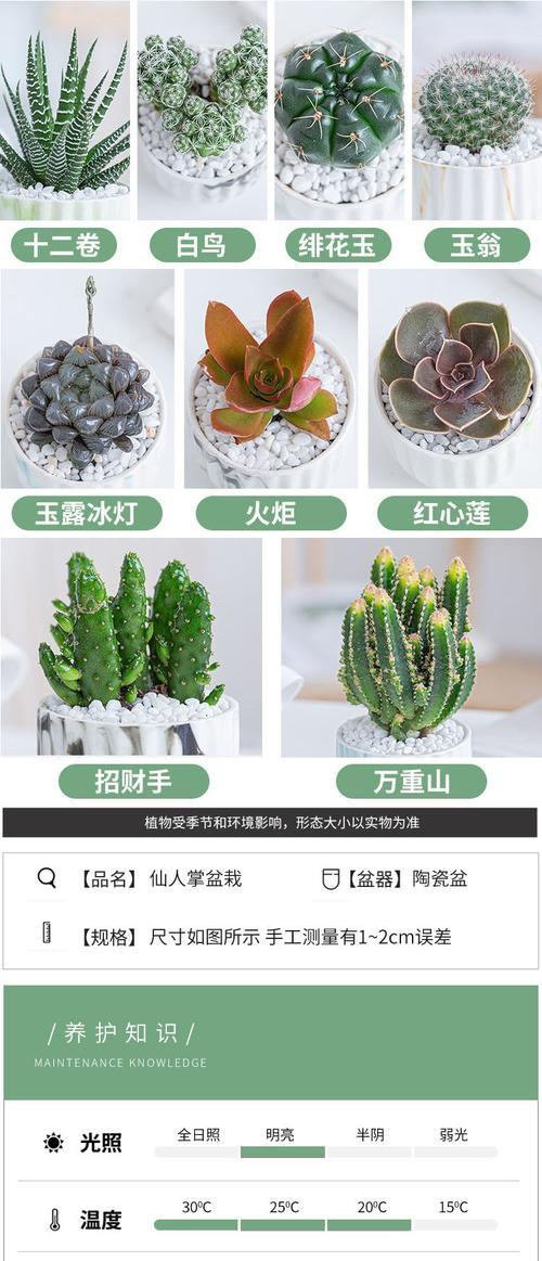 迷你仙人球的养护技巧是什么？如何解决养护中的问题？