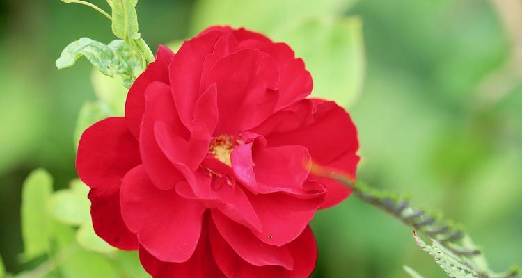 浅色系花卉的花语有哪些共同点？