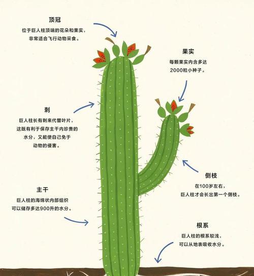 仙人掌果长出小芽是什么原因？如何处理这种情况？