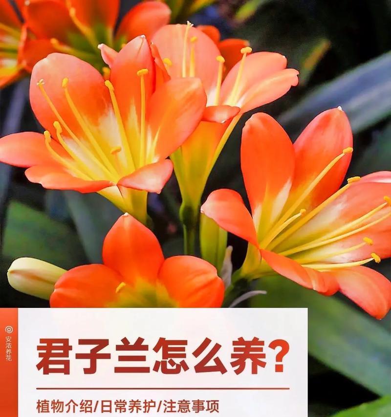 白君子兰盆景的正确养护方法是什么？
