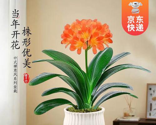 白君子兰盆景的正确养护方法是什么？