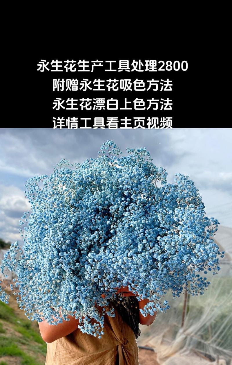 玫瑰花永生花如何保养？保持其长久的方法是什么？