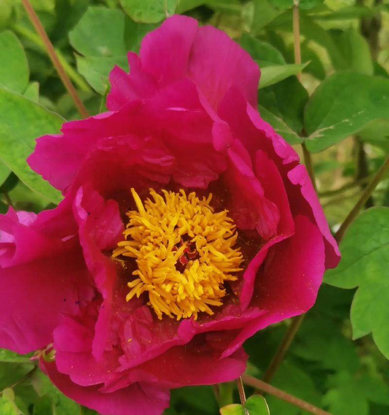 红牡丹花的存活率高吗？怎样才能养活红牡丹花？