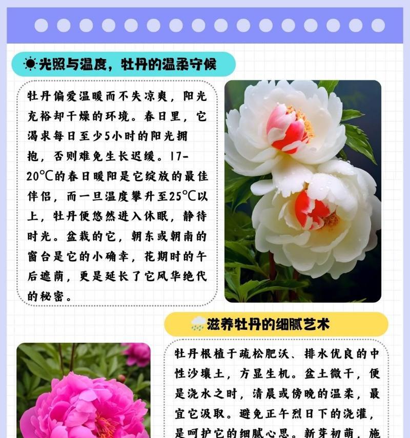 红牡丹花的存活率高吗？怎样才能养活红牡丹花？