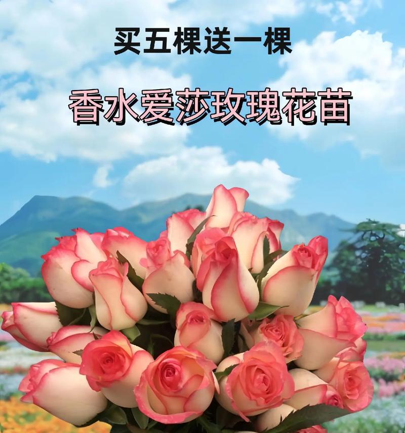 艾莎玫瑰与其他玫瑰搭配的花语是什么？如何选择搭配？